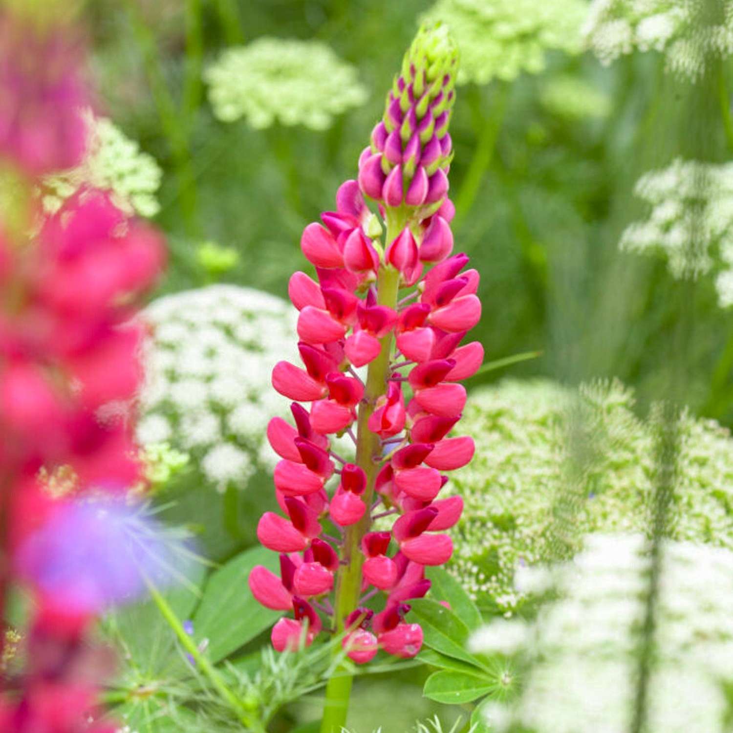 Lupine 'The Pages'
